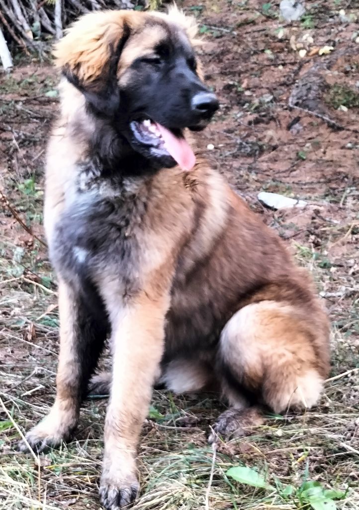 Tara-lou-galahad Du Chevalier D'Eze