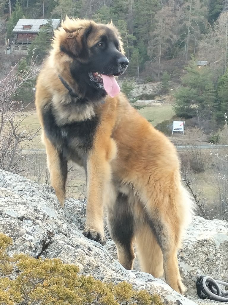 Thor-galahad Du Chevalier D'Eze