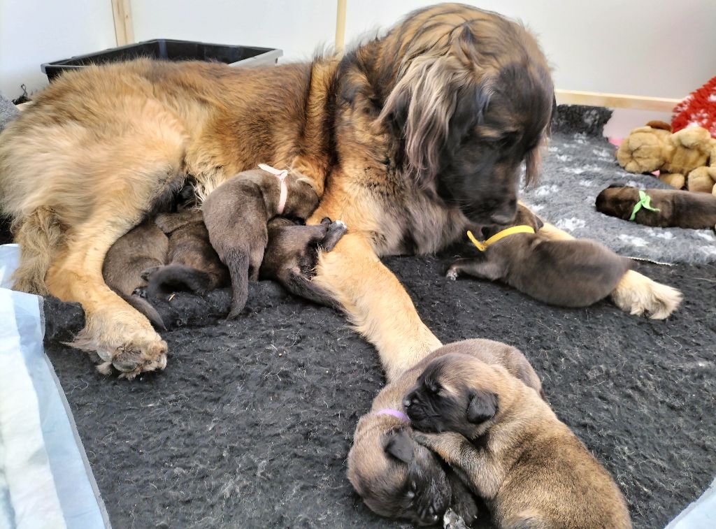 Du Chevalier D'Eze - Leonberger - Portée née le 13/02/2022