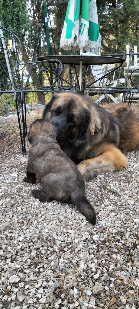 chiot Leonberger Du Chevalier D'Eze