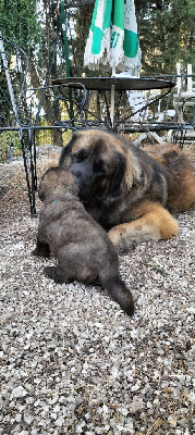 Du Chevalier D'Eze - Leonberger - Portée née le 29/07/2024