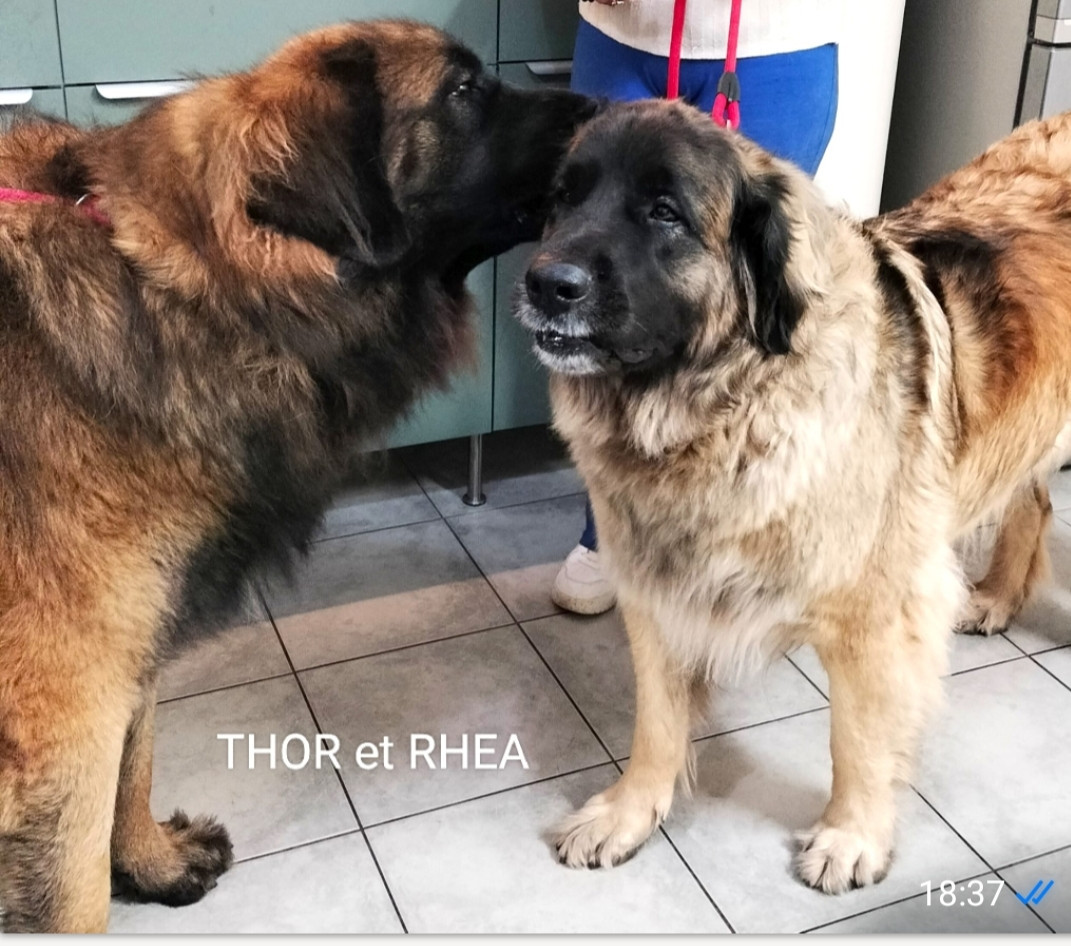 Mariage de THOR-Galahad du chevalier d'EZE avec RHEA